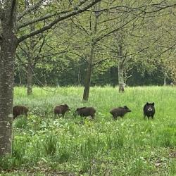 Chasse au Grand Gibier sur 1000 ha en Limousin