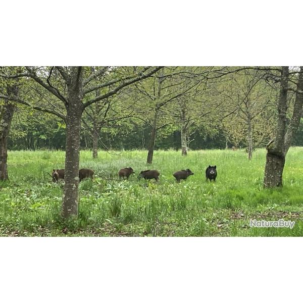 Chasse au Grand Gibier sur 1000 ha en Limousin