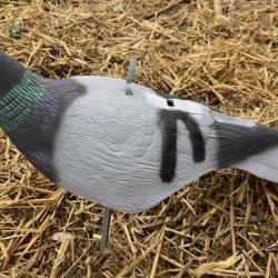 Lot de 12 Coquilles Pigeon Biset