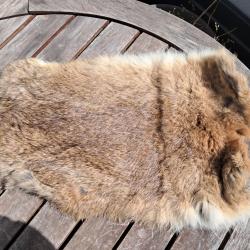 Peau de lapin #41