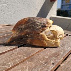 Crâne de calao à cuisses blanches ; Bycanistes albotibialis #9