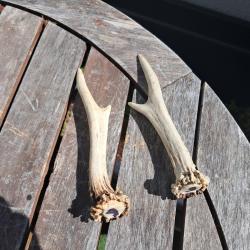 Paire de bois de chevreuil #S6