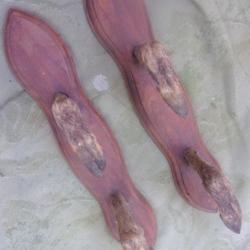 ratelier/porte-fusils en pattes longueur 41 cm
