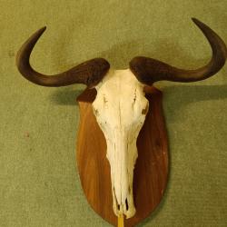 Trophée Africain, gnou