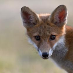 Recherche chasse affût Renard et/ou sanglier ouest 77
