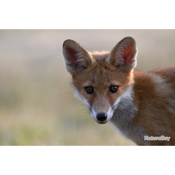 Recherche chasse afft Renard et/ou sanglier ouest 77
