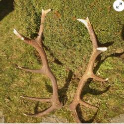 Très belle paire de mue de cerf 14 cors