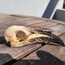 Crâne de calao à bec noir ; Lophoceros nasutus #8