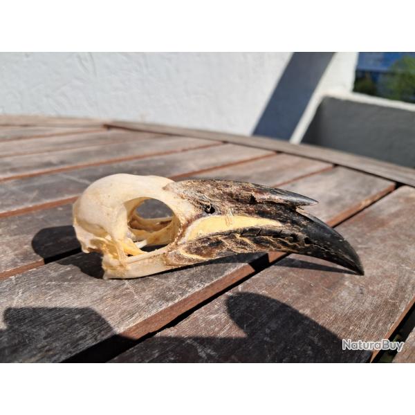 Crne de calao  bec noir ; Lophoceros nasutus #8