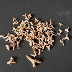 Lot de 90 fossiles de dents de requins #16