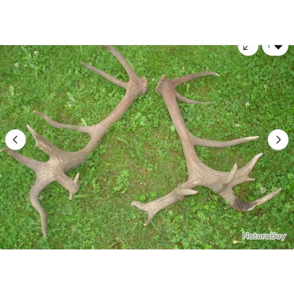 Enorme paire de mues de cerf 20 cors - 82 cms et 86 cms
