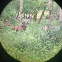 Cherche bracelet chamois/isard contre chasse en sologne