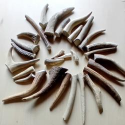 Bois de cerf naturel  morceaux