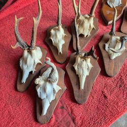 Lot de 8 trophées de chevreuils insolitee