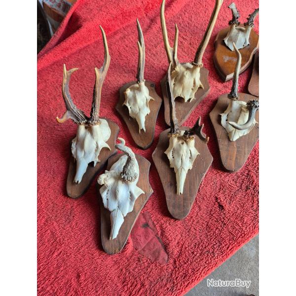 Lot de 8 trophes de chevreuils insolitee