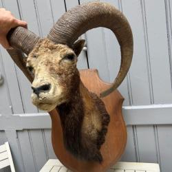 Trophée mouflon sur plaque en bois