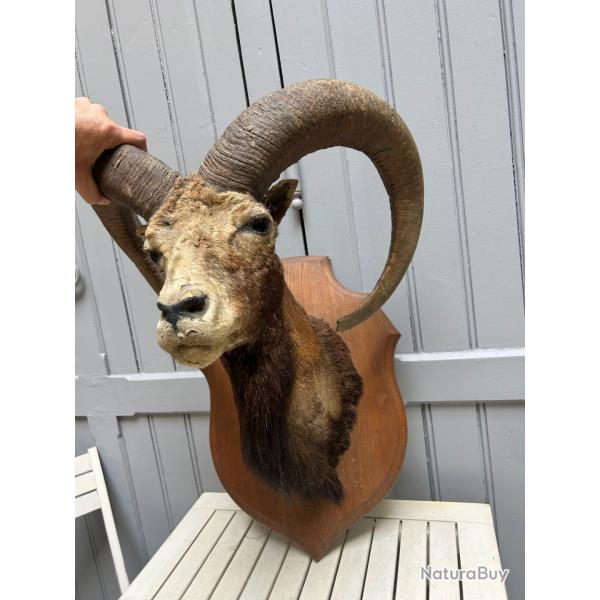 Trophe mouflon sur plaque en bois