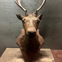 Tetes de cerf, biche, sangliers, bois