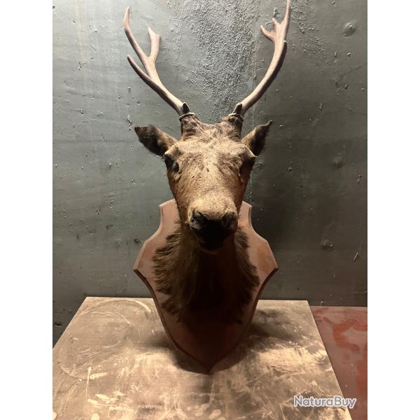 Tetes de cerf, biche, sangliers, bois