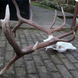 Impressionnant trophée de cerf avec crâne et dentition - 9500 grs -