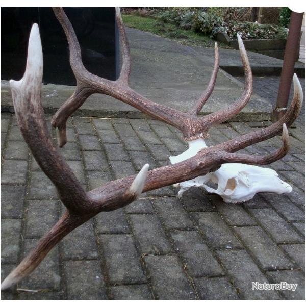 Impressionnant trophe de cerf avec crne et dentition - 9500 grs -