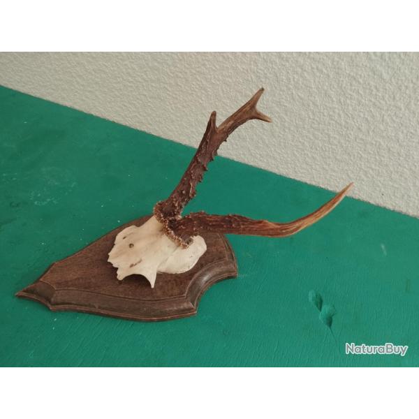1 TROPHEE MASSACRE CHEVREUIL BROCARD PARTICULIER BOIS 16/18CM