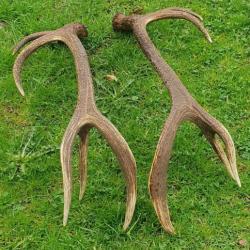 Très grandes paire de mues de cerf 12 cors - longueur 103 cms et 110 cms -