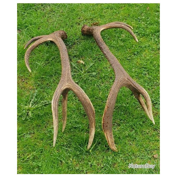 Trs grandes paire de mues de cerf 12 cors - longueur 103 cms et 110 cms -