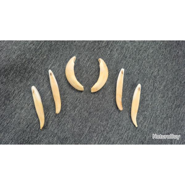 6 dents de sanglier