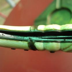 suite couteau calmel