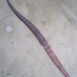 couteau corne de gazelle   48 cm