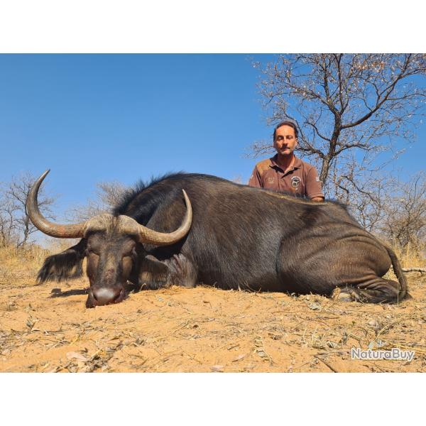 GRANDE CHASSE AFRIQUE DU SUD QUALITE /PRIX EXCEPTIONNELLE