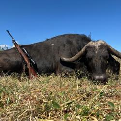 CHASSE BUFFLE caffer CAFFER femelle AFRIQUE DU SUD 2600 euros