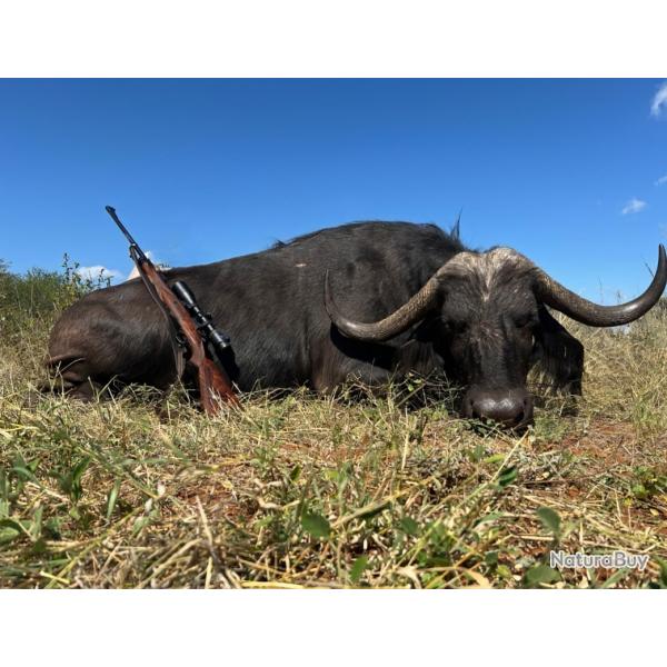 CHASSE BUFFLE caffer CAFFER femelle AFRIQUE DU SUD 2600 euros