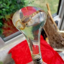 Canne dague en métal, pommeau en plexiglass dans lequel est enchassé un scorpion L 85cm