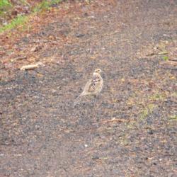 action de chasse petits gibiers