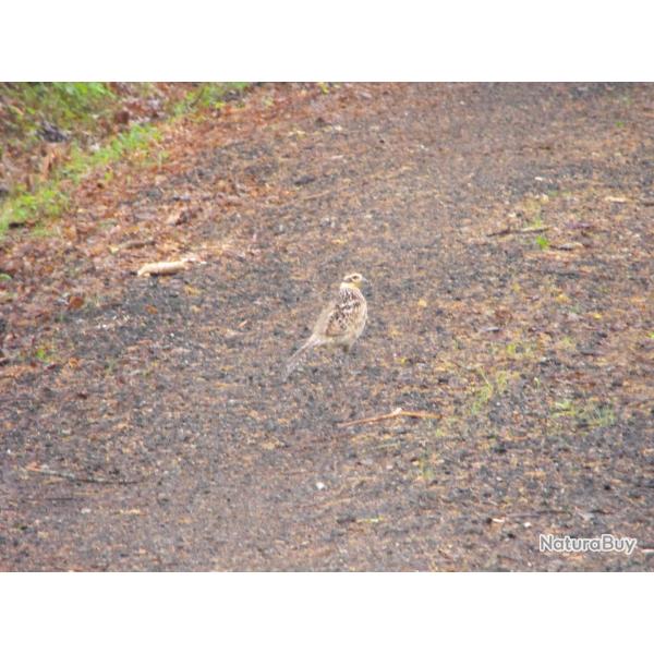 action de chasse petits gibiers