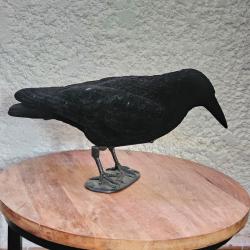 Appelant Corbeau électronique