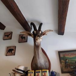 Tête d'antilope, cheval, très bon état