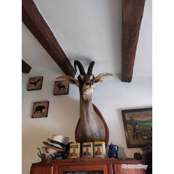 Tte d'antilope, cheval, trs bon tat