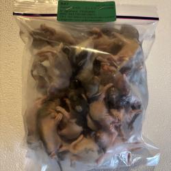 Rats blanchons congelés 10/25g  X 25