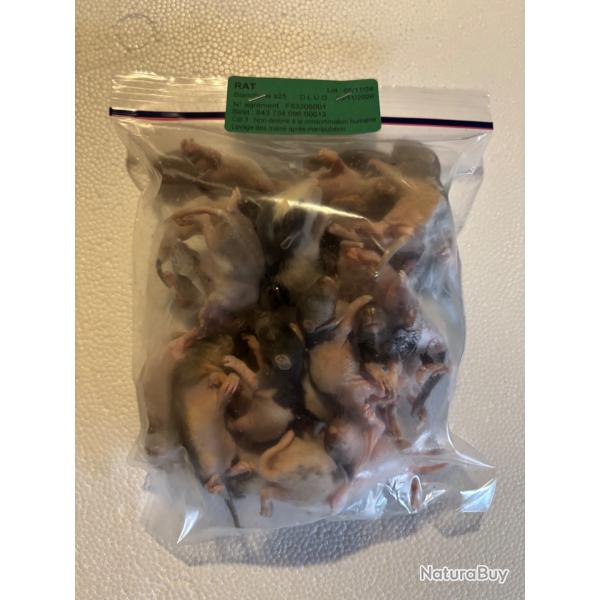 Rats blanchons congels 10/25g  X 25