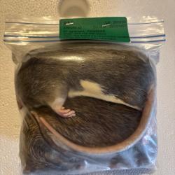 Rats 200/250g X 2