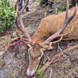 Action de chasse gros gibier dans les landes 40170