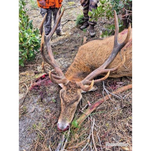 Action de chasse gros gibier dans les landes 40170