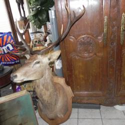 TRES IMPORTANT TROPHEE D'UN CERF