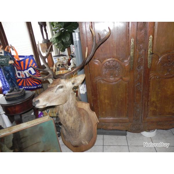 TRES IMPORTANT TROPHEE D'UN CERF