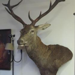 belle tete de grand cerf