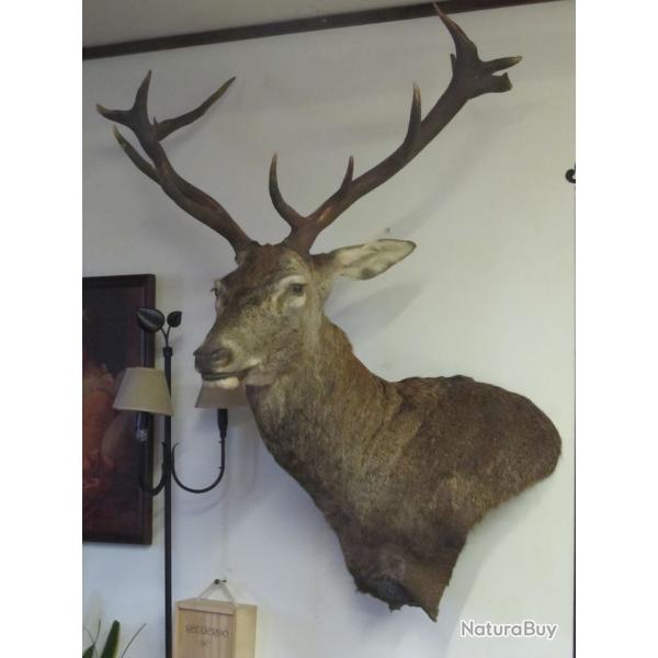 belle tete de grand cerf