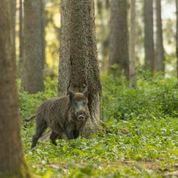Action de chasse